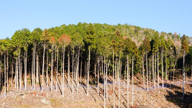 森林由来の環境クレジットサービス